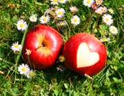 Fr�hling Ferienhof Stadler - Apfel