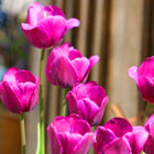 Fr�hling Ferienhof Stadler - Tulpen