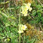 Fr�hling Ferienhof Stadler - Schl�sselblume