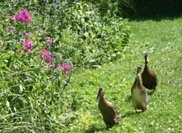 Enten im Anmarsch