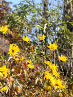 Herbstblumen