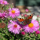 Terrasse Obstgarten-Ferienwohnung