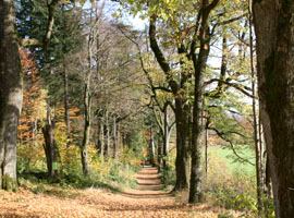 Herbstweg