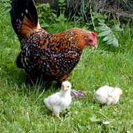 Huhn