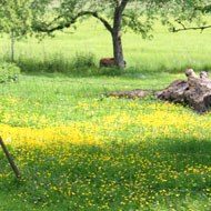 Obstgarten-Wiese