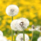 Pusteblume
