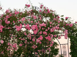 Rosengarten