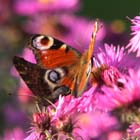 Schmetterlinge