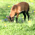 Tiere warten aufs Fttern und Liebhaben-Freizeit