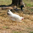 Fr�hling auf dem Hof - Henne