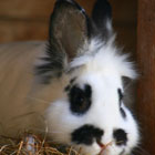 Fr�hling Ferienhof Stadler- Hase