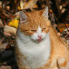 Fr�hling Ferienhof Stadler - Katze