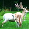 Tierpark, Tierfreigelnde Nationalpark Bayerischer Wald