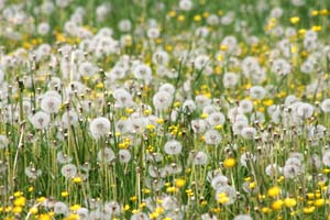 Blumenwiese