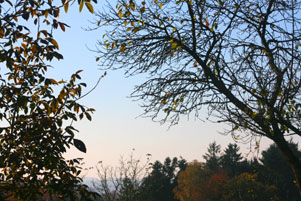 Ferienwohnung-Aussicht auf die Baumwipfel