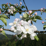 zimmer apfelblüte