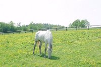 Pferd Vinzenz vom Reiterhof Bhmisch